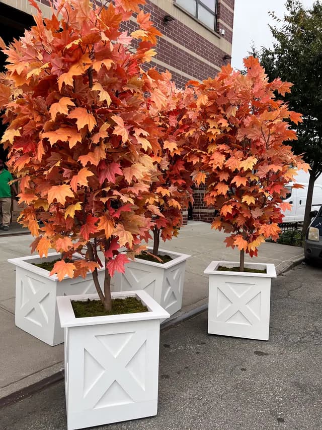 Autumn maple tree