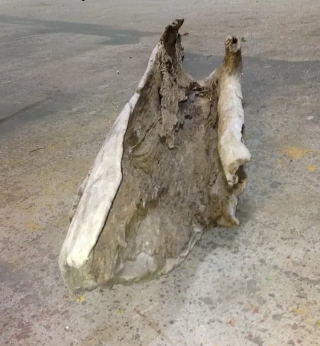 Natural driftwood 01