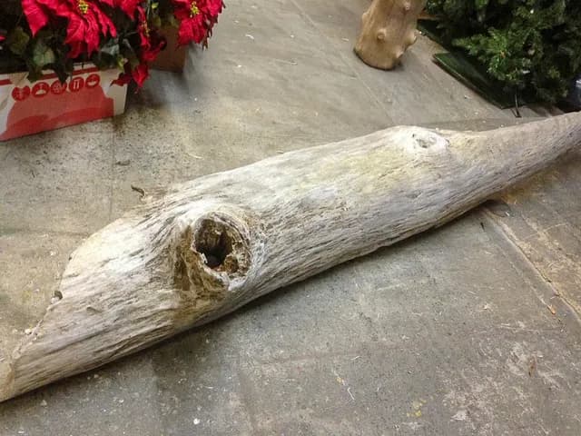 Natural driftwood 02