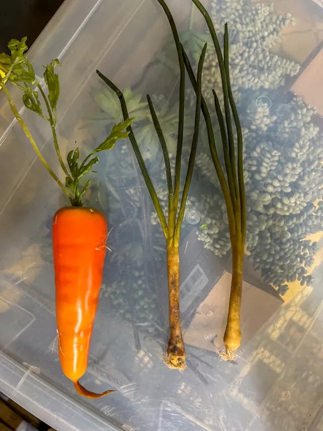 Carrot bunch