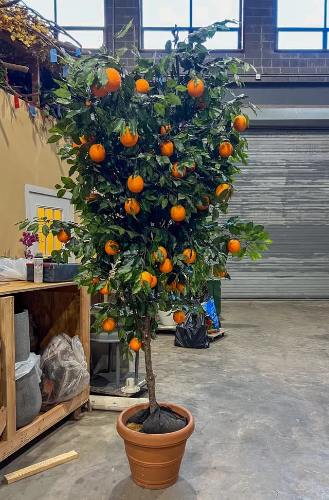 Orange tree 01