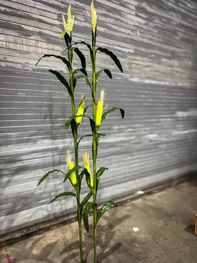 Corn stalk