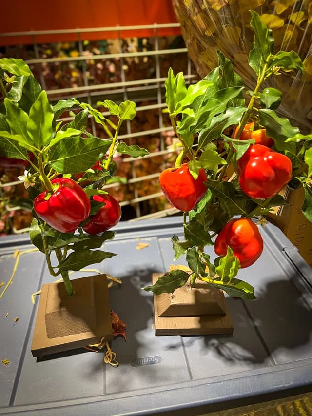 Pepper plant detail