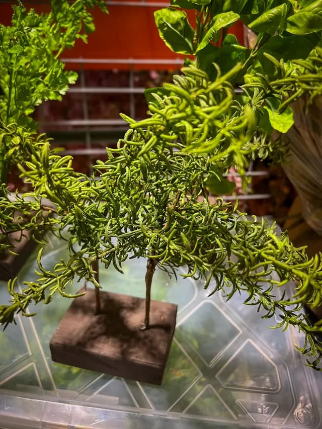 Rosemary