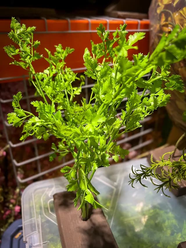 Basil