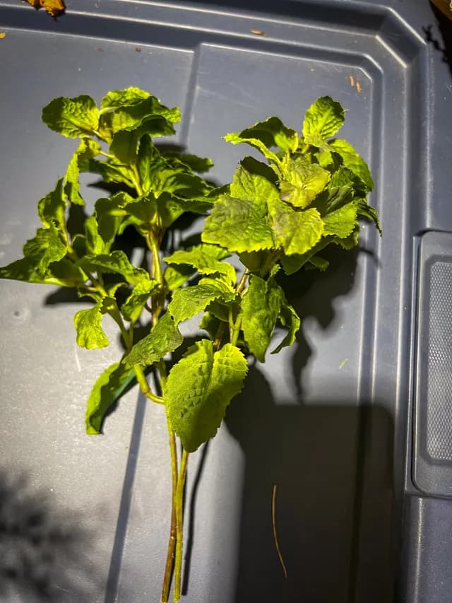 Mint
