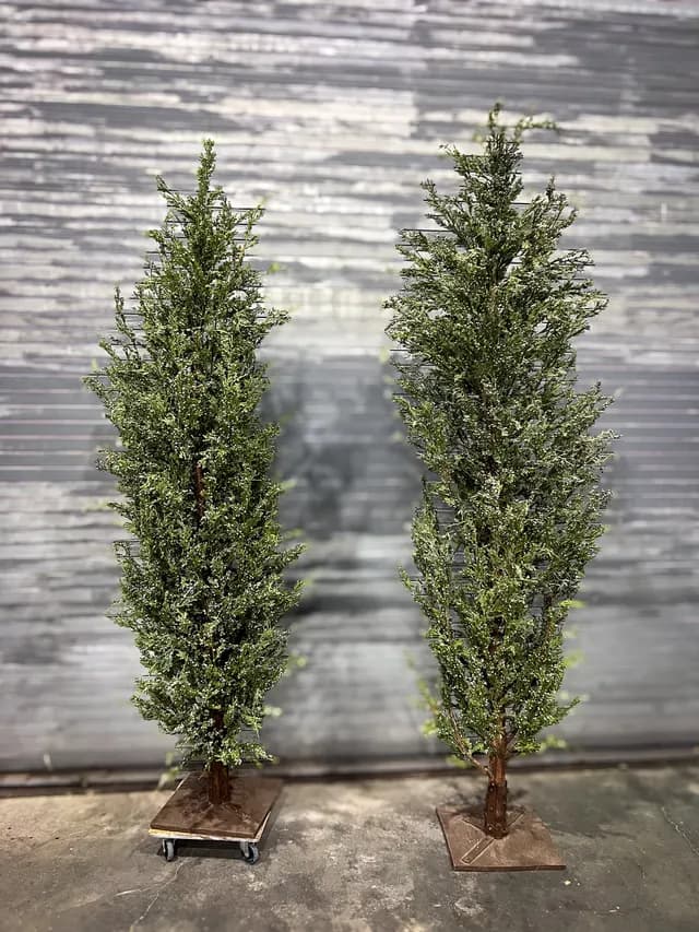 Cypress pair