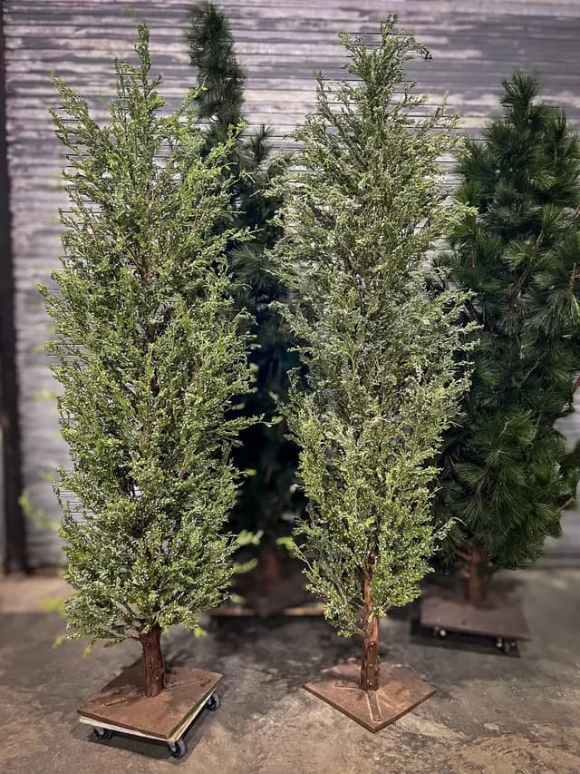 Cypress trees