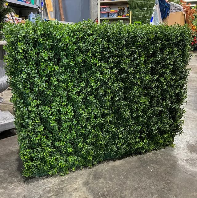 Boxwood hedge wall