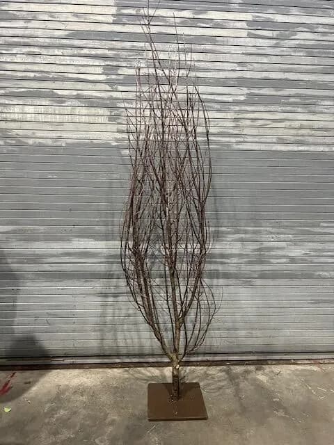 Branch tree 03