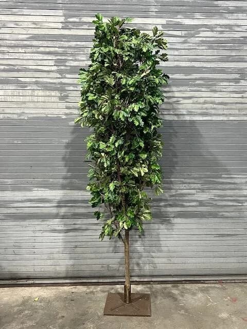 Foliage tree 04