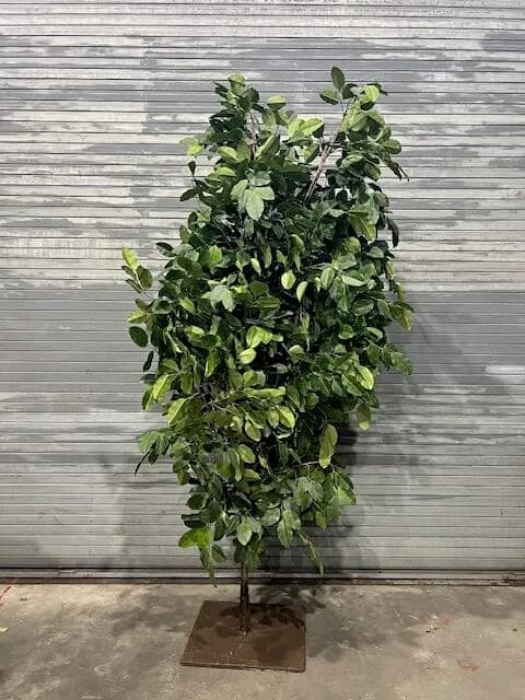 Foliage tree 06