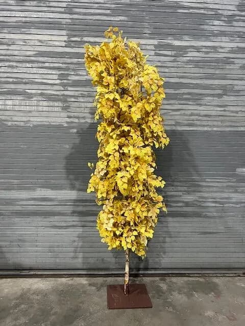 Autumn foliage tree 02