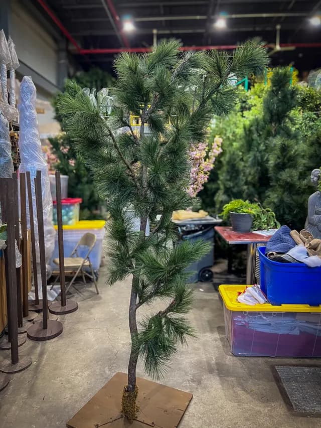 Natural pine tree