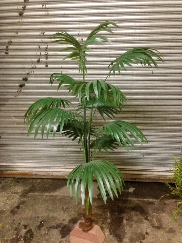 Lady palm