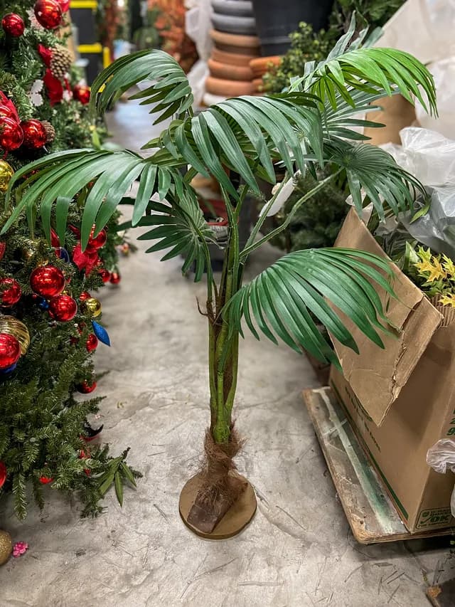 Palm & bamboo plant 01