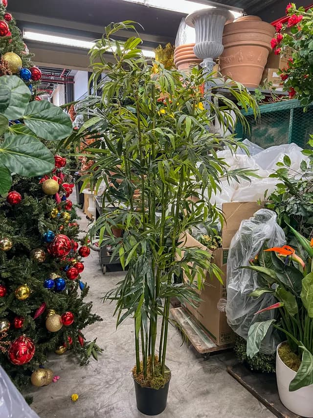 Palm & bamboo plant 02