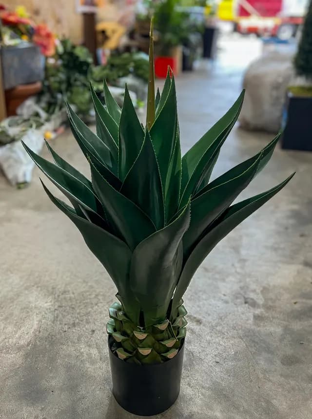 Sculptural agave