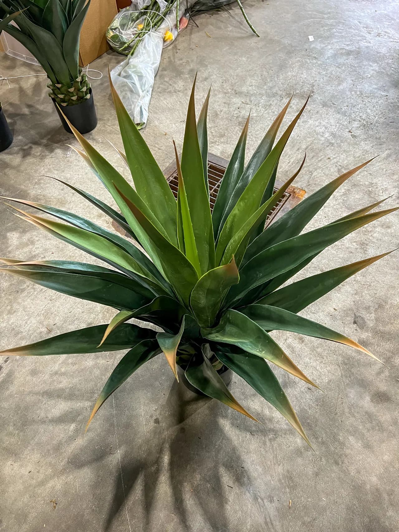Tropical plant from Foliage & Floral inventory