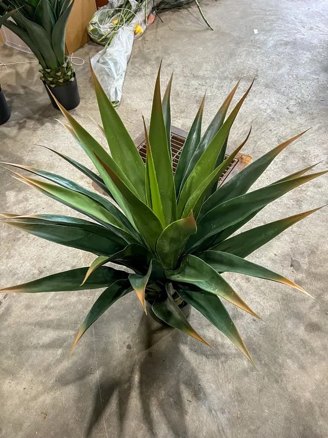 Tropical plant 02