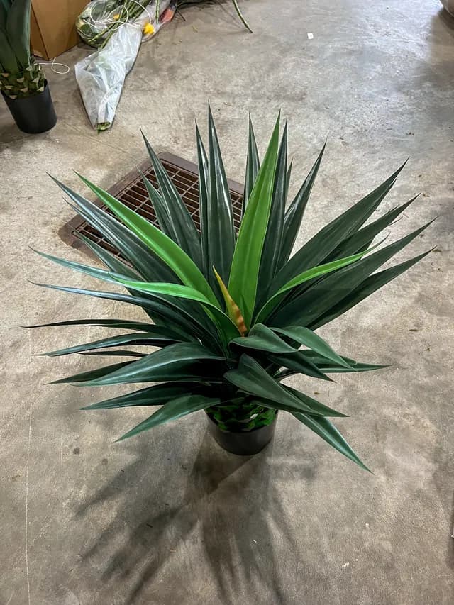 Tropical plant 03