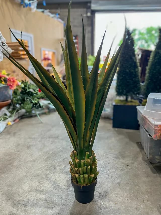 Tropical plant 04