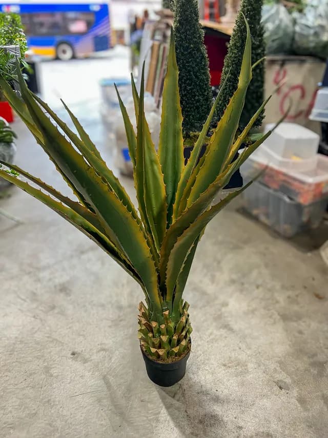 Tropical plant 05