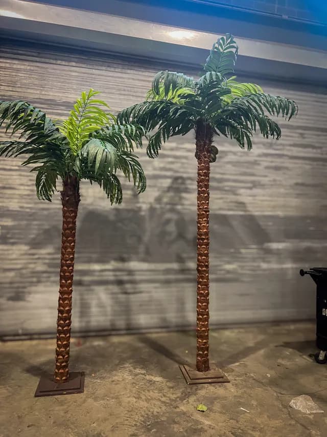 Tropical palms